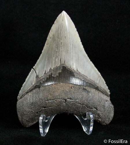 Very Sharp Inch Megalodon Tooth #3072